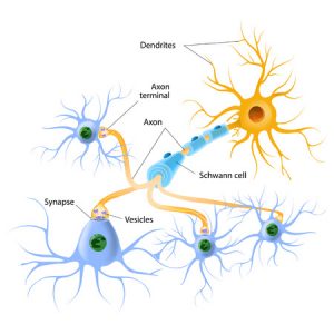 neurotransmitters