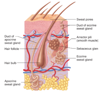 hair structure